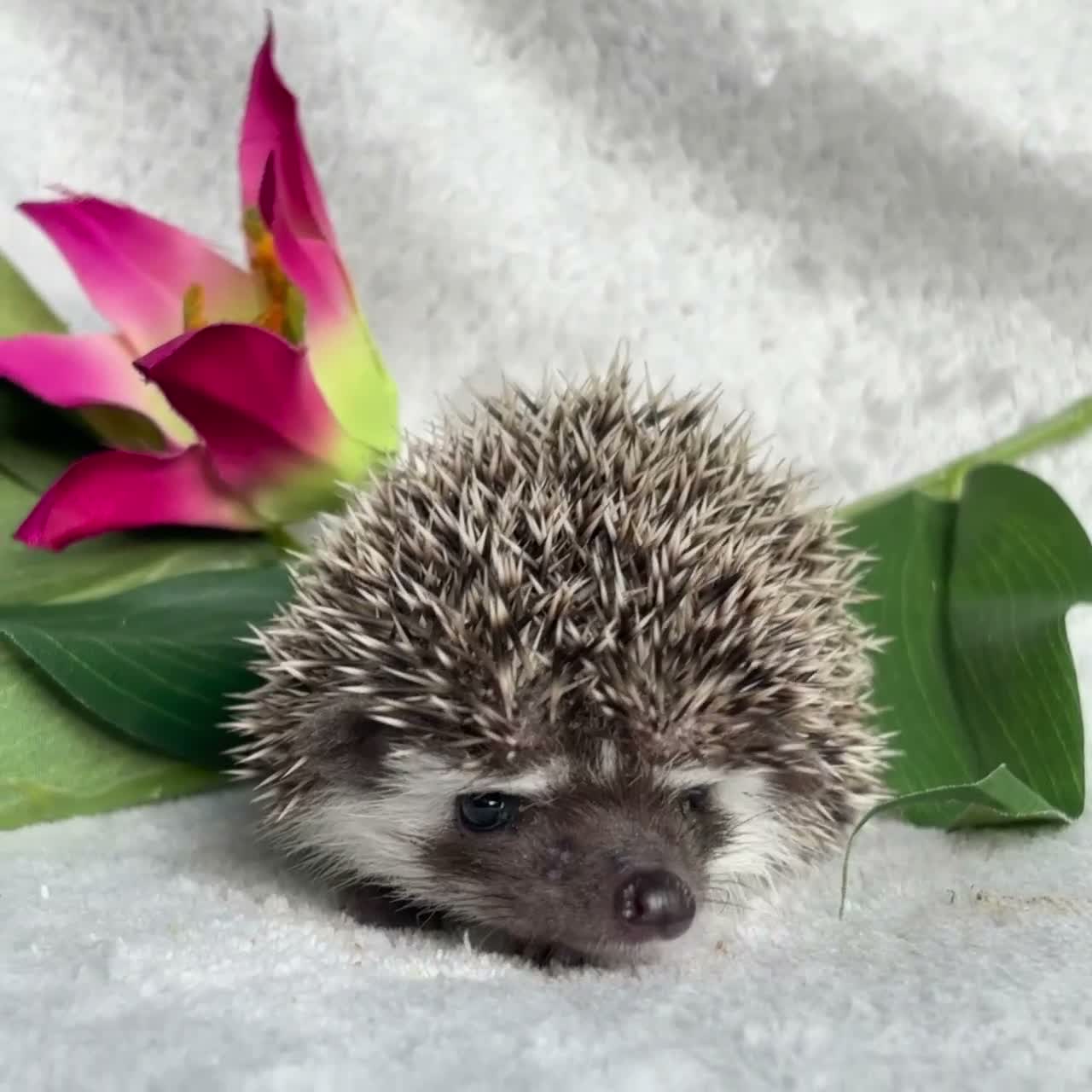 Pygmy Hedgehog rodents for sale: African Pygmy Hedgehog Ethically Bred Girl  - Video 1