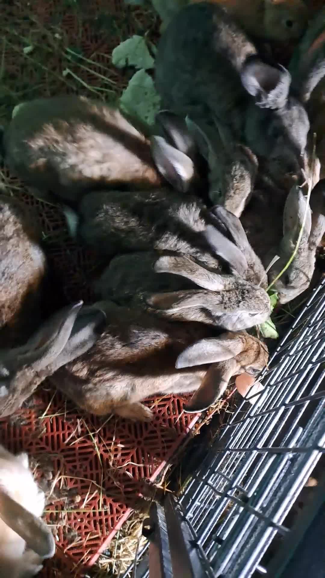 Continental Giant rabbits for sale: Pure Giant rabbits - Video 1