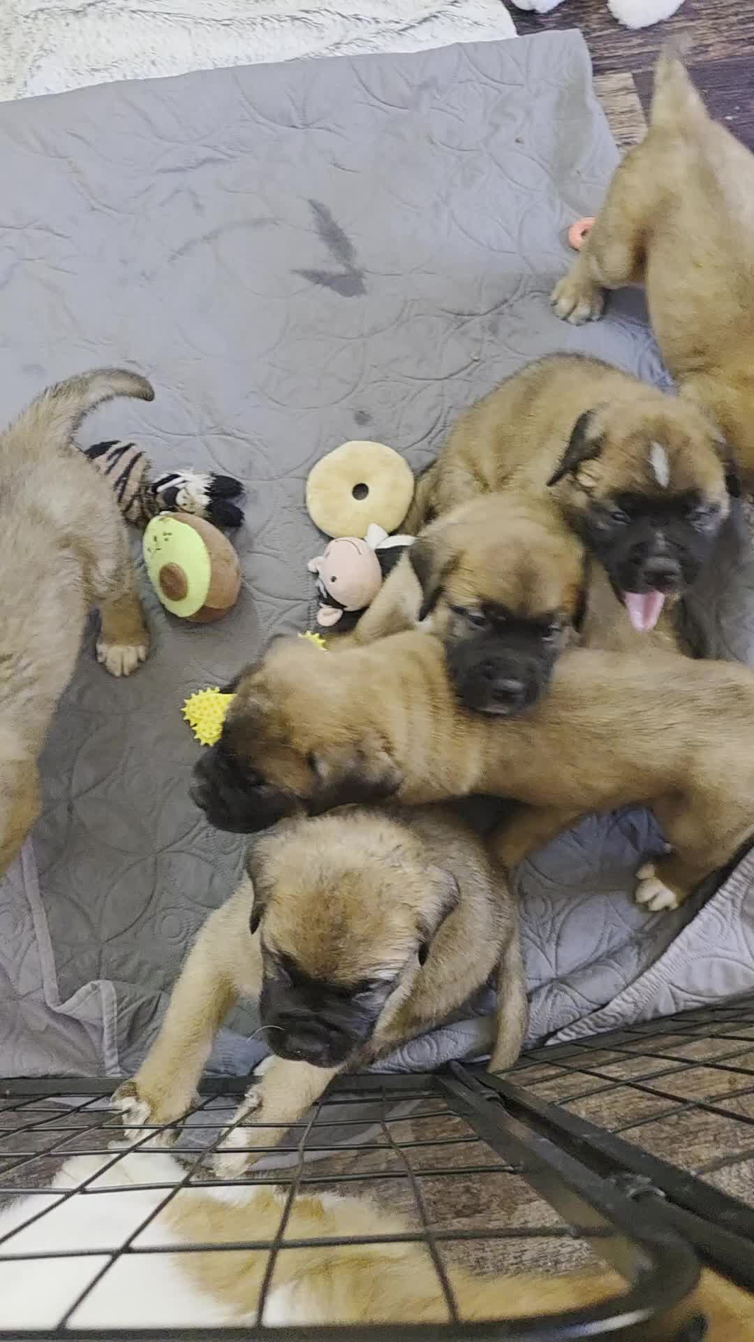 Saint Bernard dogs for sale: Saint de bordeaux puppy 1 girl 1 boy  - Video 2