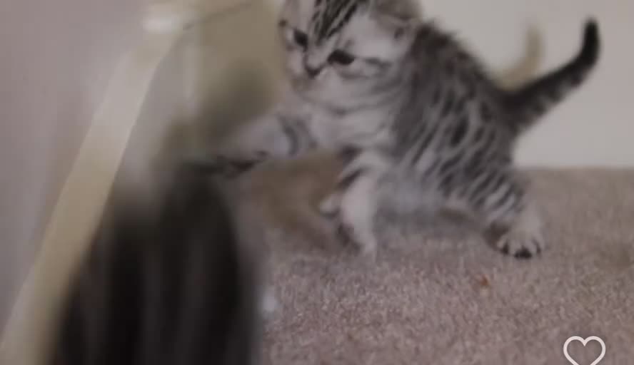 British Shorthair cats for sale: GCCF British Shorthair Silver Kittens - Video 2