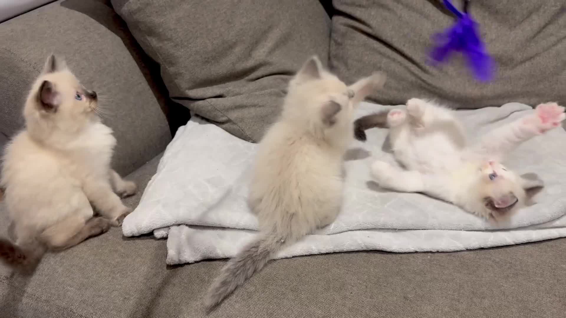 Ragdoll cats for sale: GCCF REGISTERED RAGDOLL BOYS AVAILABLE  - Video 2