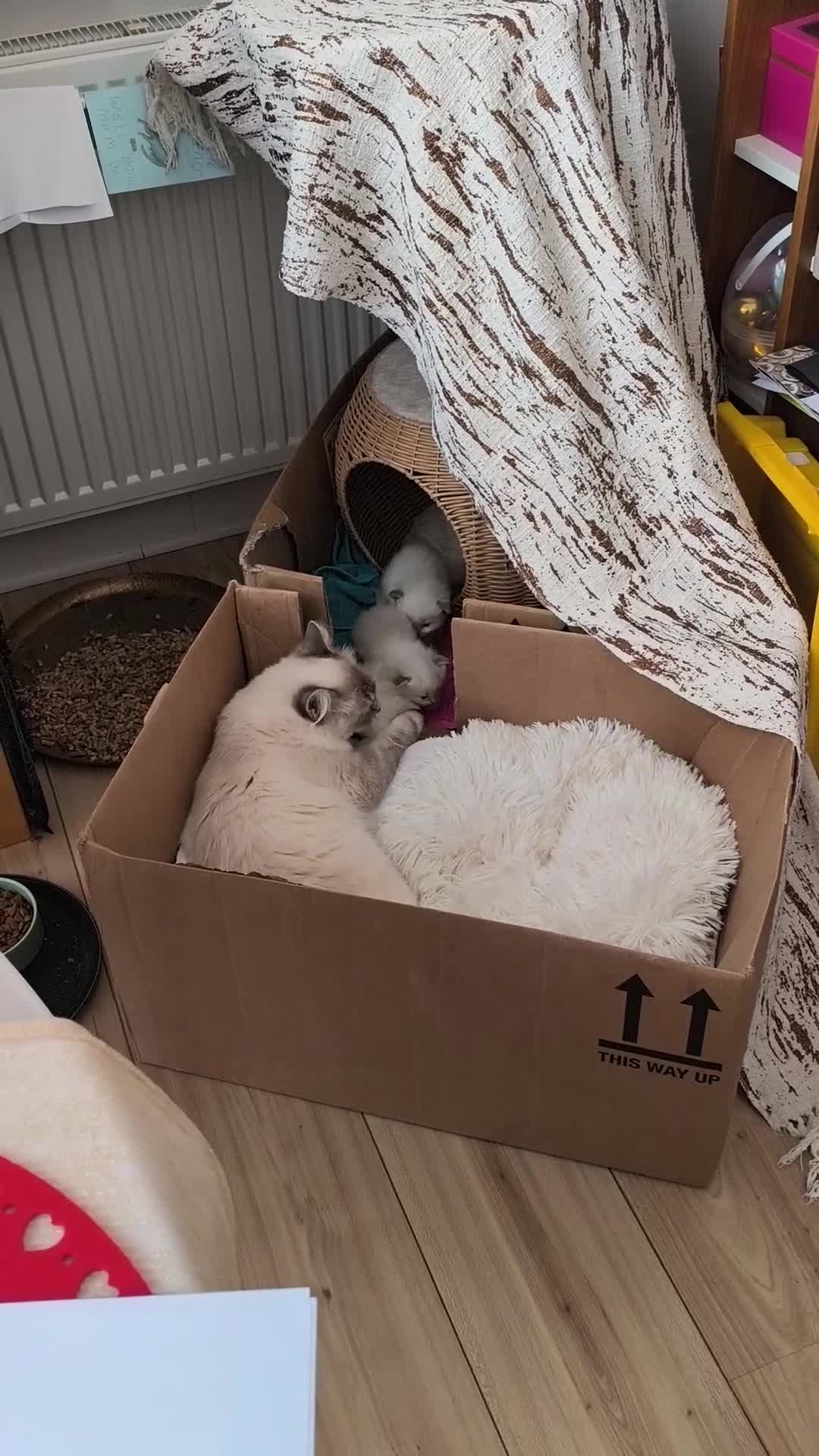 Ragdoll cats for sale: 3 Ragdoll Kittens for sale  - Video 1