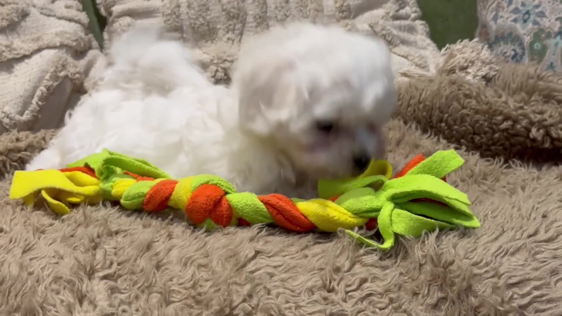 Maltese dogs for sale: Beautiful Maltese puppy  - Video 1
