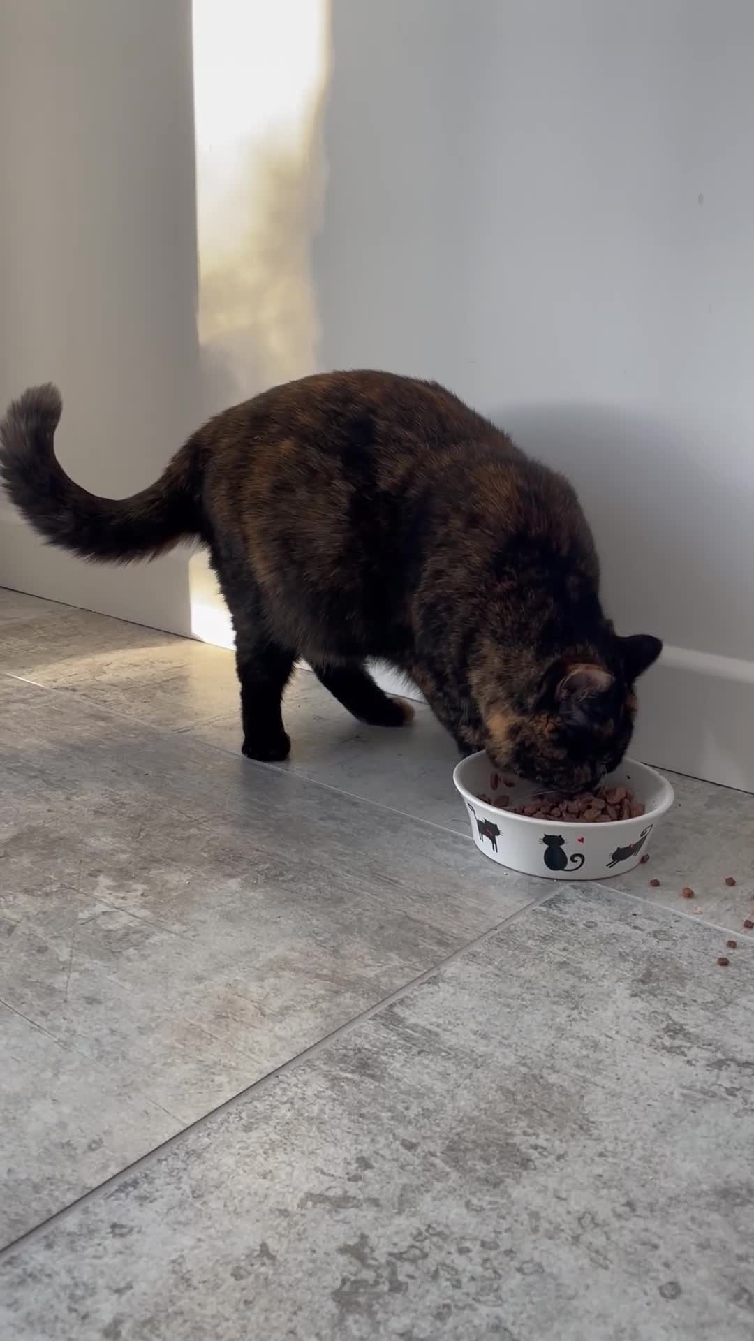 British Shorthair cats for sale: STUNNING GCCF BRITISH SHORTHAIR KITTENS - Video 2