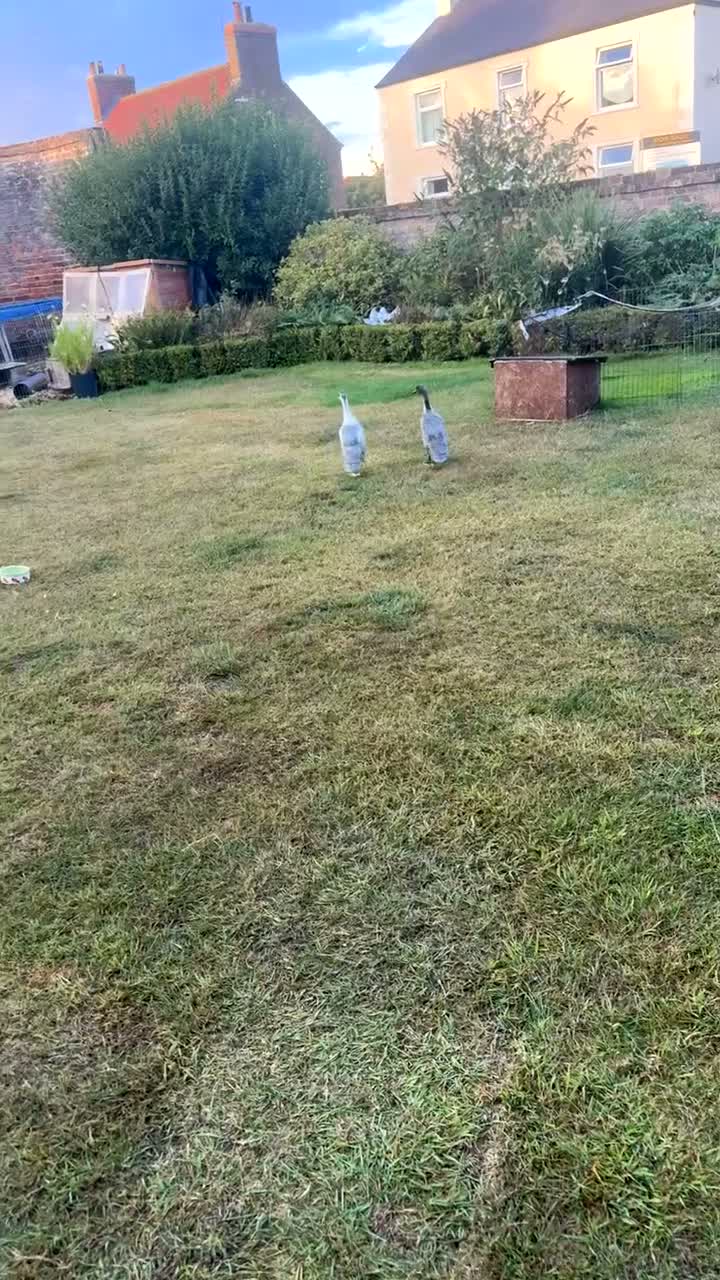 Ducks poultry for sale: 2 runner ducks  - Video 1