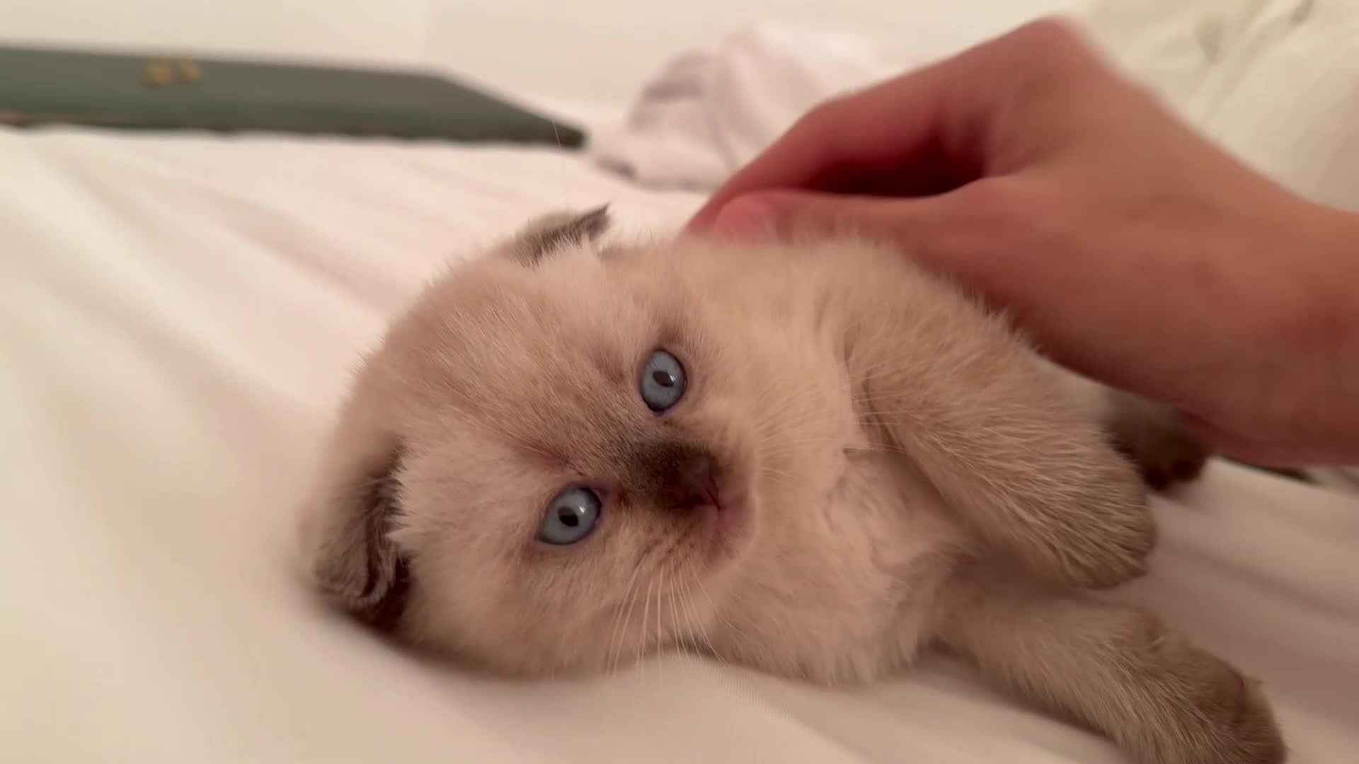 Scottish Fold cats for sale: Half Scottish half British short hair  in London - Video 1