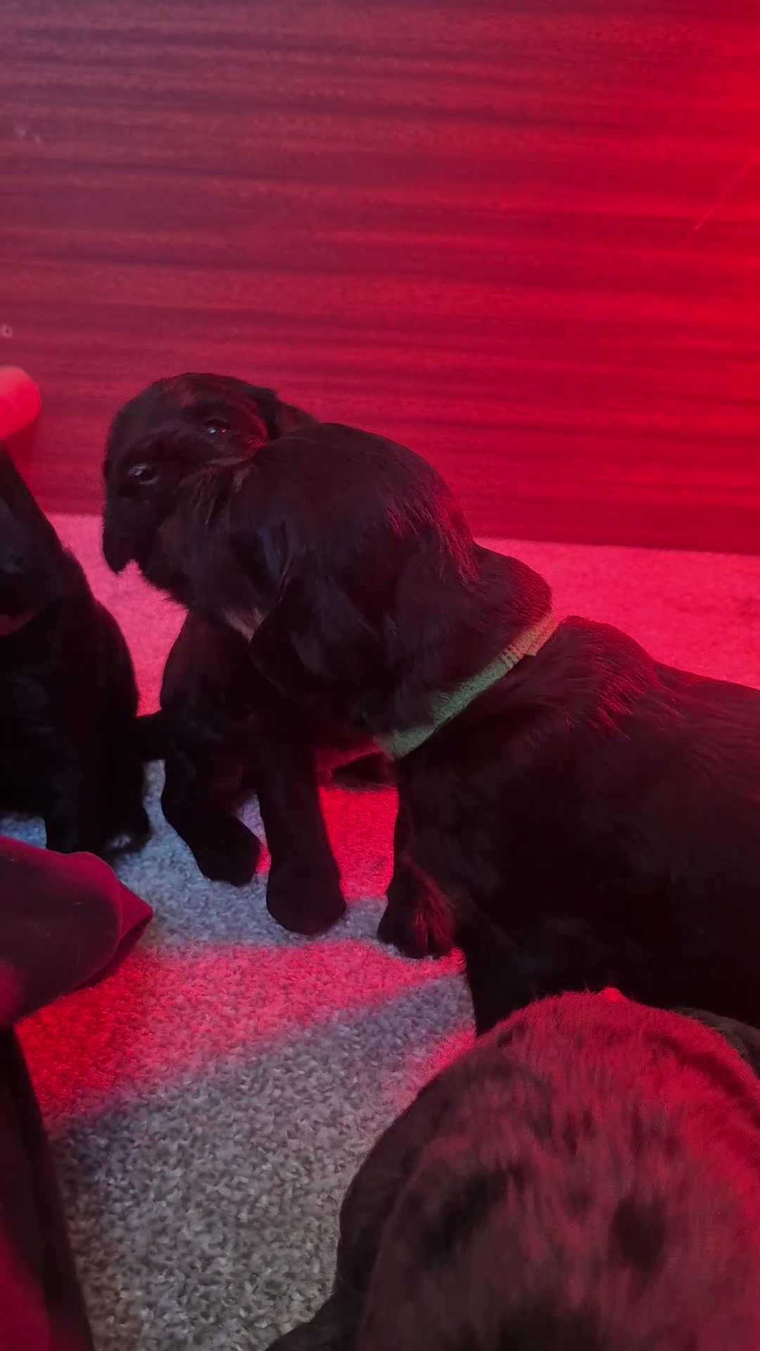 Mixed Breed dogs for sale: ALL STILL AVAILABLE La schnoodle pup DNA test dad  - Video 1