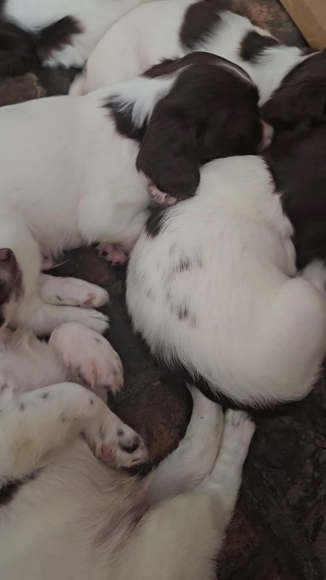 English Springer Spaniel dogs for sale: Ready now KC Reg Working Springer Spaniel Puppies - Video 1
