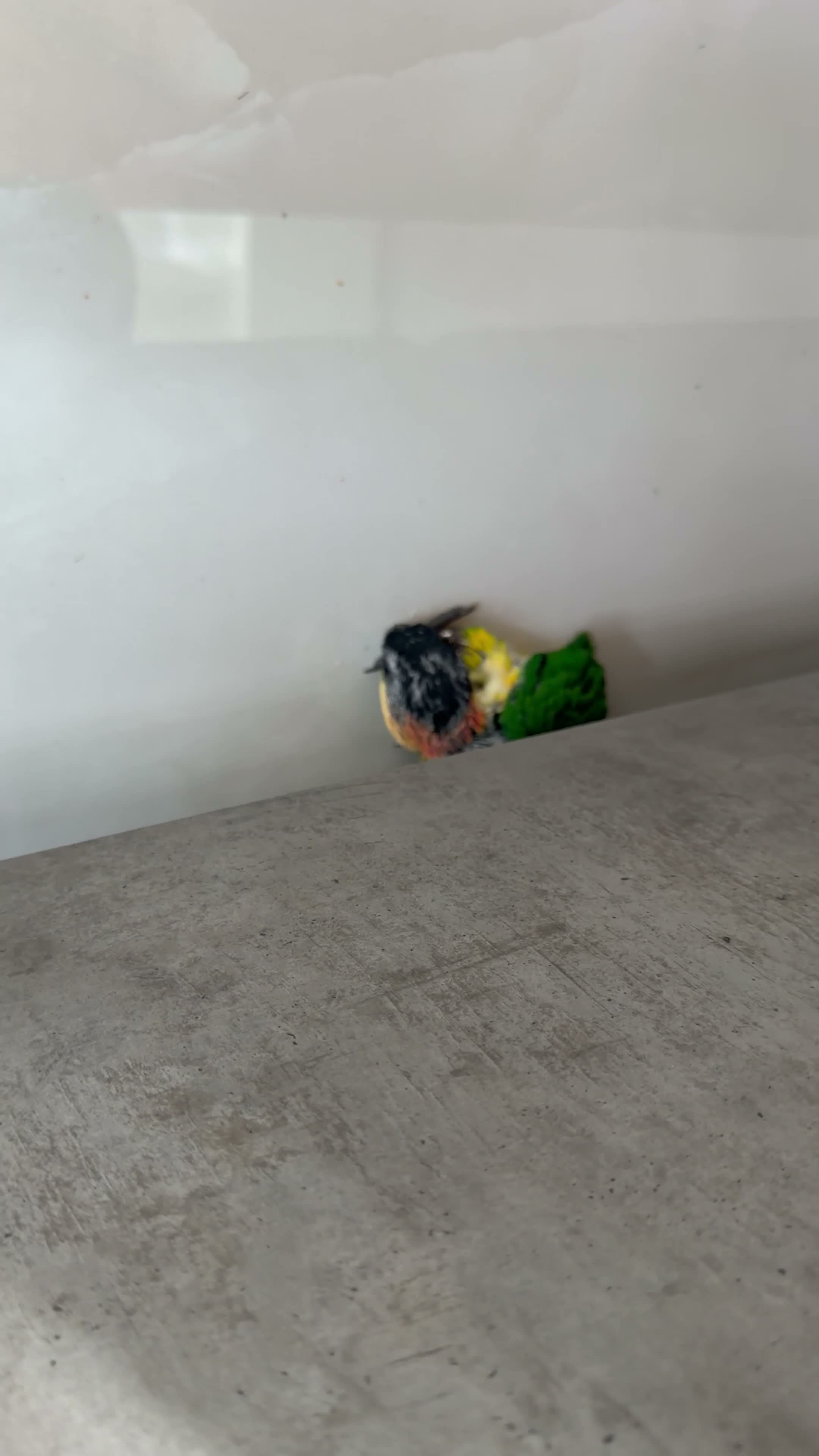 Parrots birds for sale: Silly Tame Pallid Black Headed Caique - Video 1
