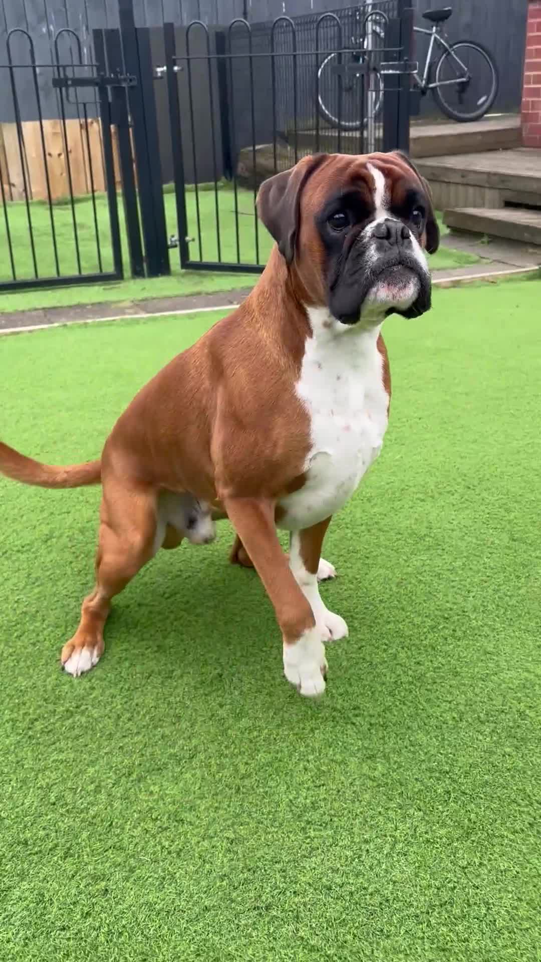 Boxer dogs for stud: Fully Health tested euro / kc reg Boxsanuk Gelso  in Newcastle upon Tyne - Video 2