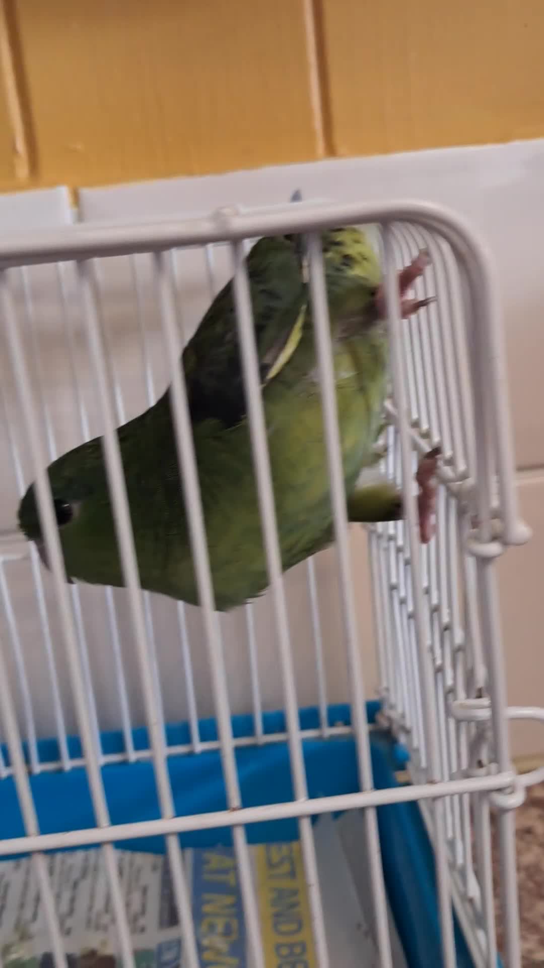 Parakeets birds for sale: LINEOLATED BABYS - Video 1
