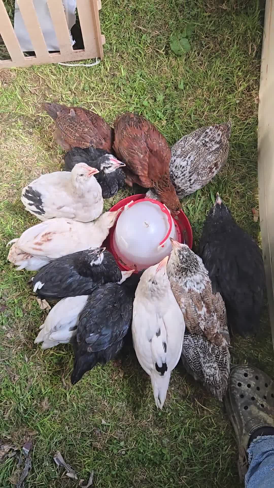 Chickens poultry for sale: 12weeks old x3 white star X rhode rock chicks in Middlesbrough - Video 1