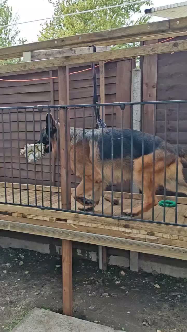 German Shepherd dogs for sale: German Shepherd Puppies - Video 2