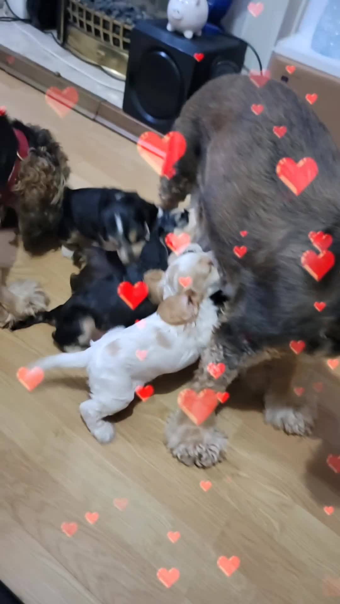 Cocker Spaniel dogs for sale: KC Sired Show Cocker Spaniels puppies| Champ Lines - Video 2