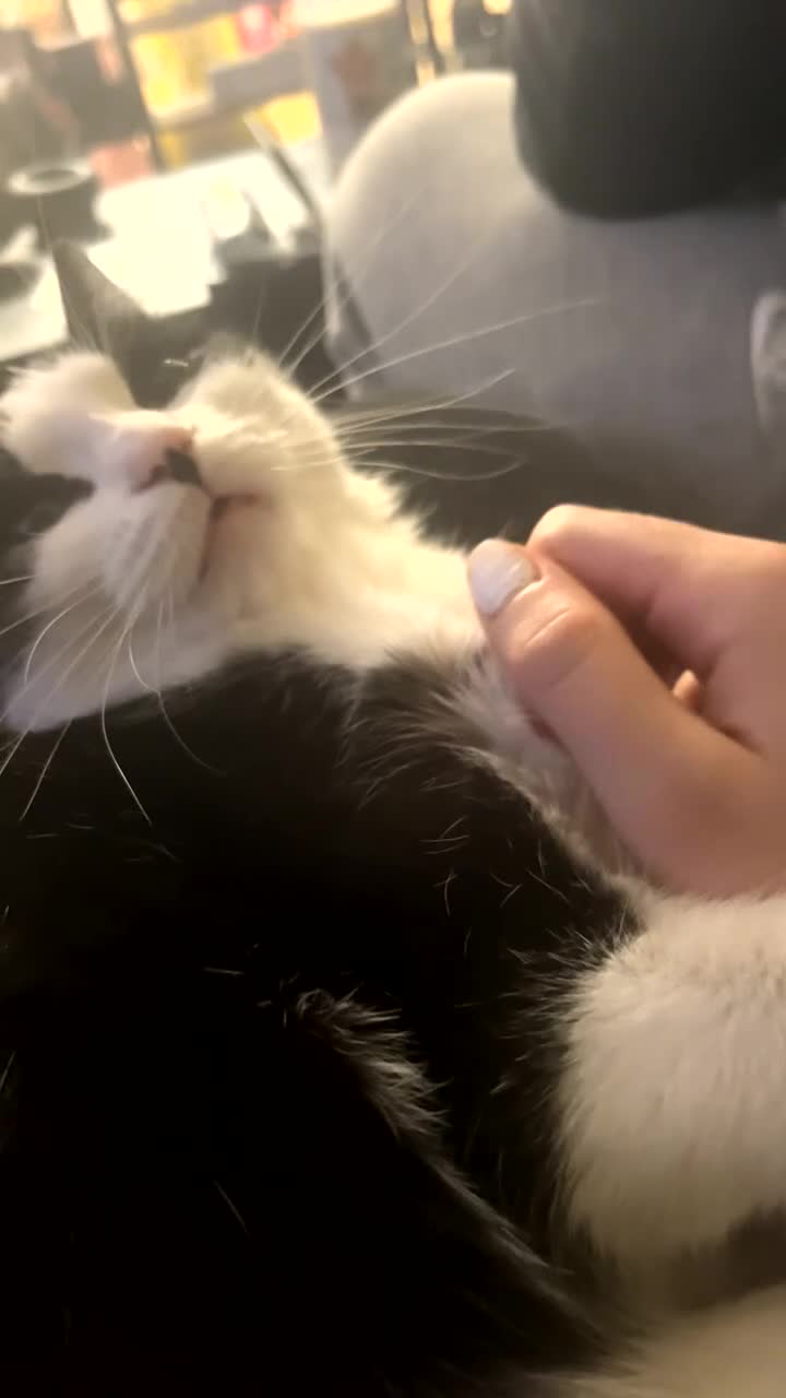 Domestic Shorthair cats for sale: tuxedo kitty - Video 1