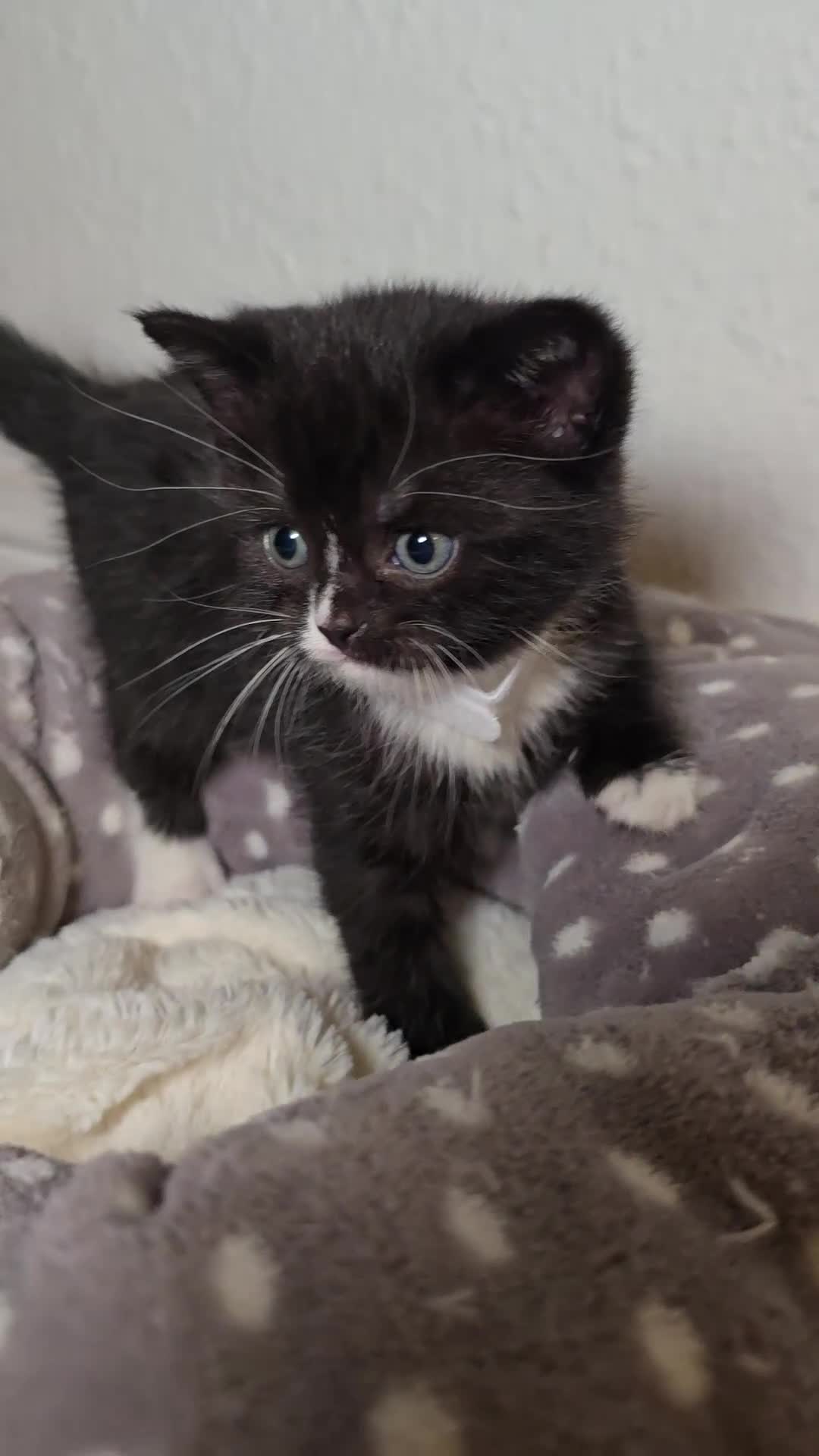 Mixed Breed cats for sale: Adorable British Shorthair Mix Kitten - Video 1
