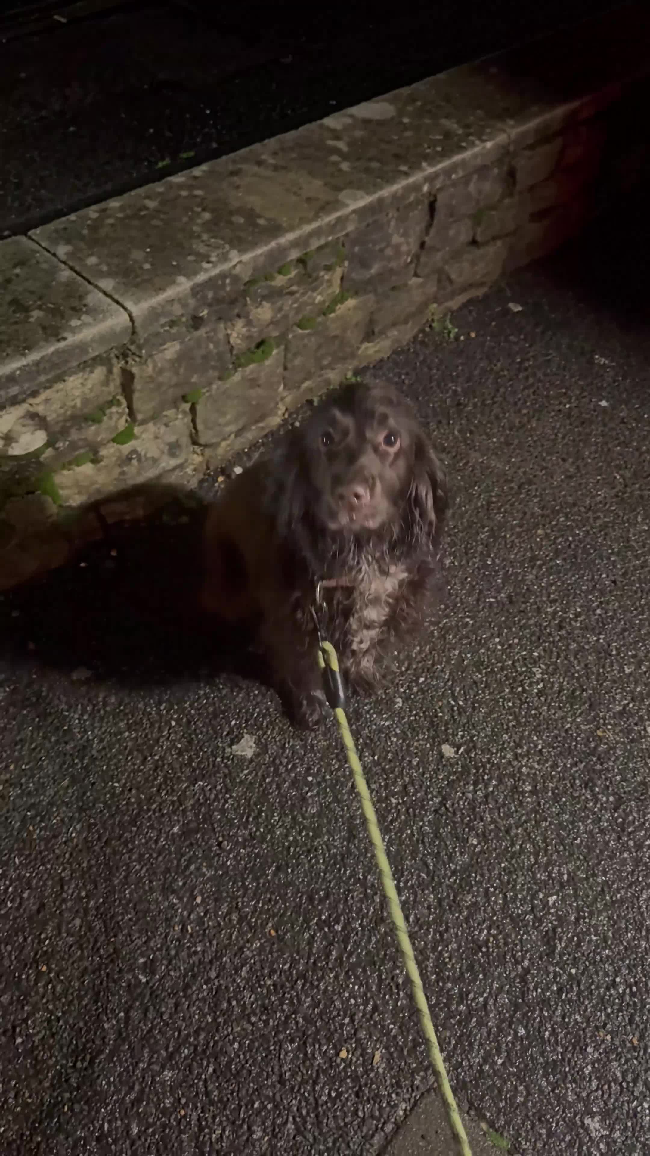 Cocker Spaniel dogs for sale: Coco the most beautiful 4 year old cocker spaniel  - Video 1