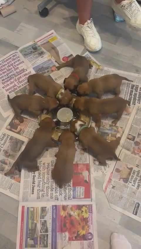 Boxer dogs for sale: Beautiful Boxer Puppies  🐾 - Video 1