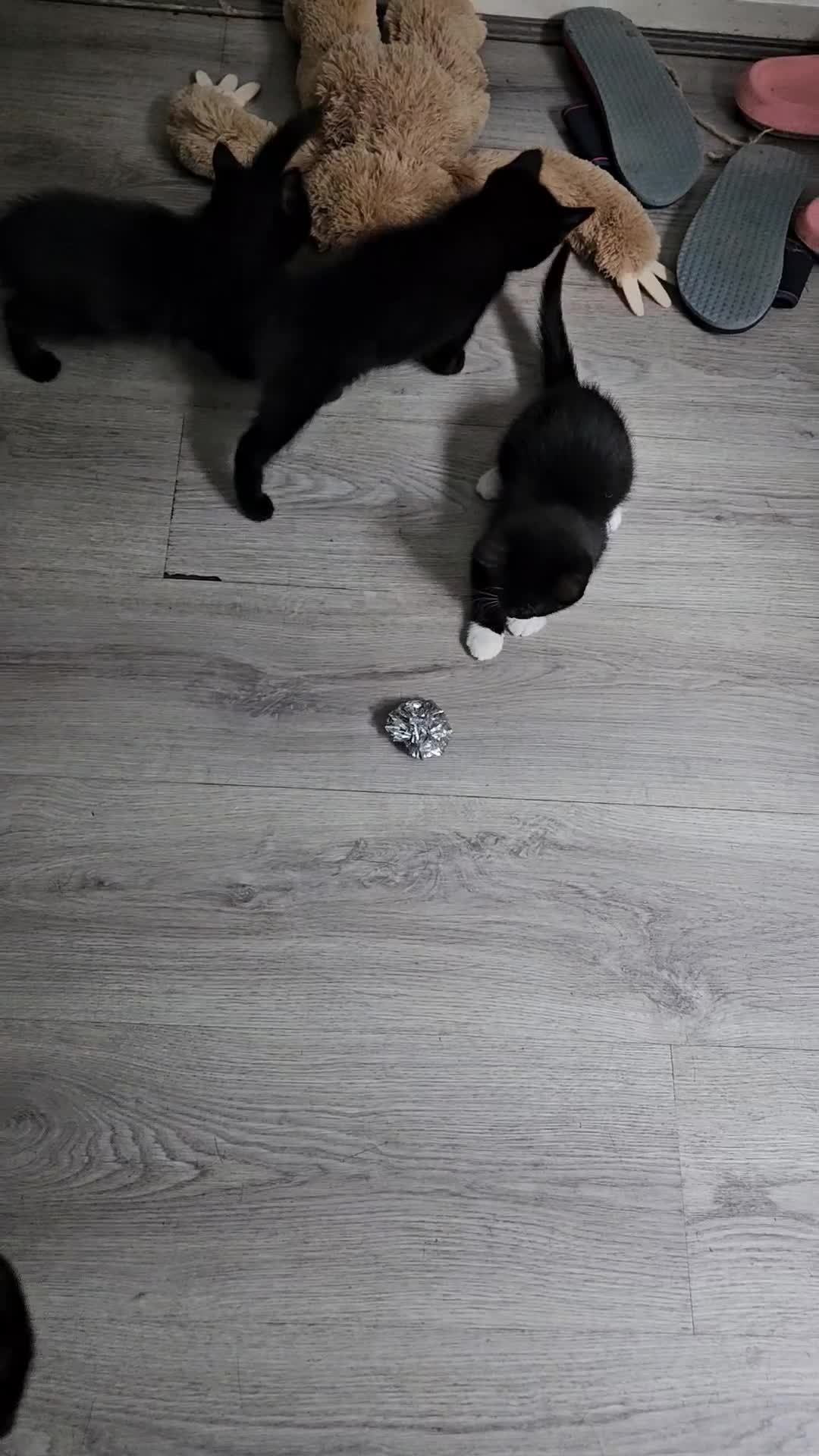 British Shorthair cats for sale: 4 beautiful kittens for sale  - Video 5