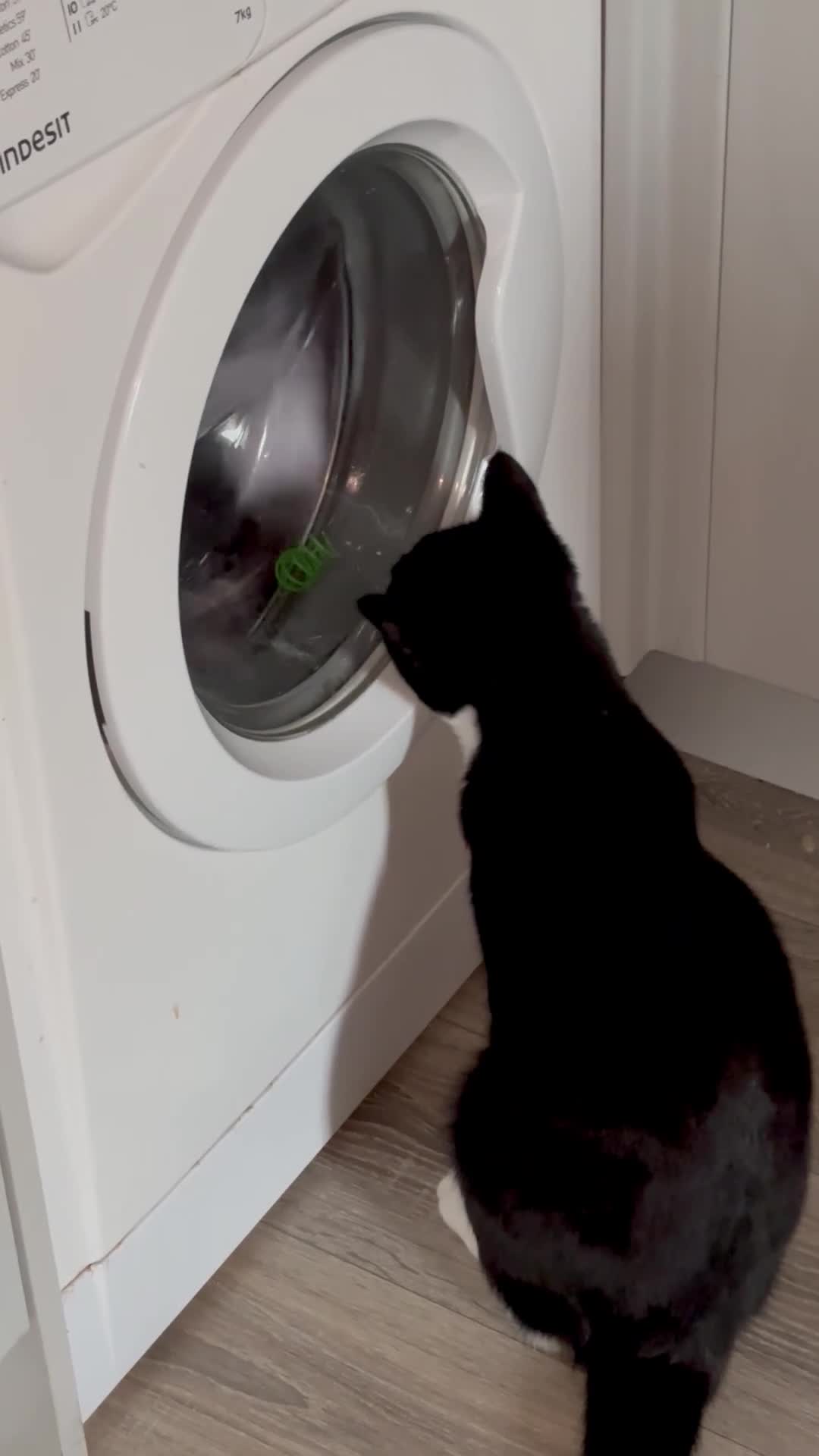Mixed Breed cats for sale: Looking for a loving home - Video 1