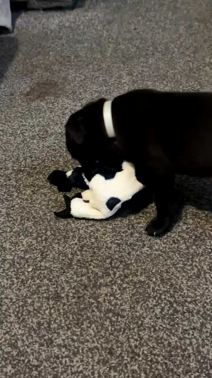 Mixed Breed dogs for sale: 1 CHUNKY BOY LEFT!!!  10 beautiful pups!!  - Video 1