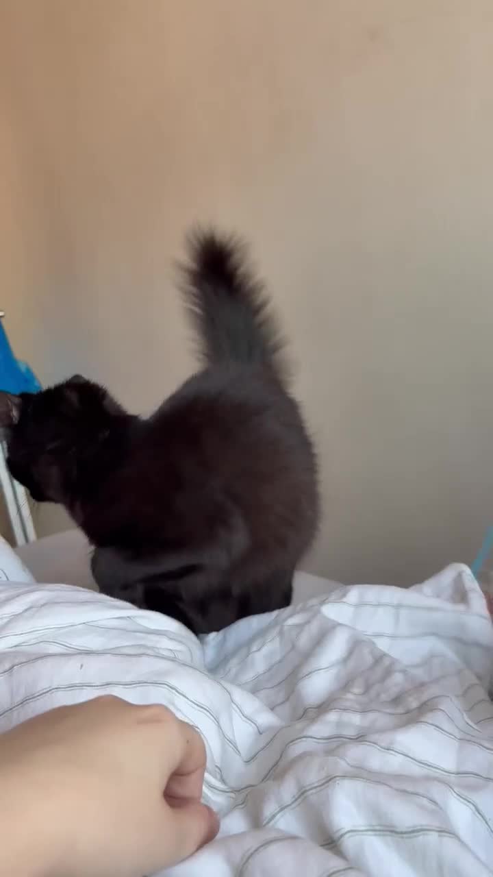 British Longhair cats for sale: Mushroom - Video 5