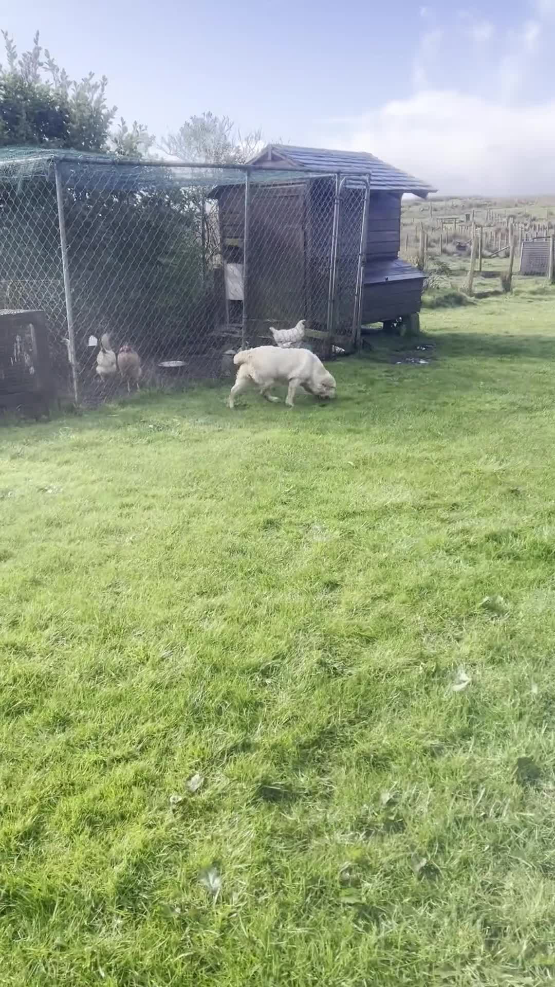 Labrador Retriever dogs for sale: Purebred Pedigree Show Line look Yellow Labrador - Video 1