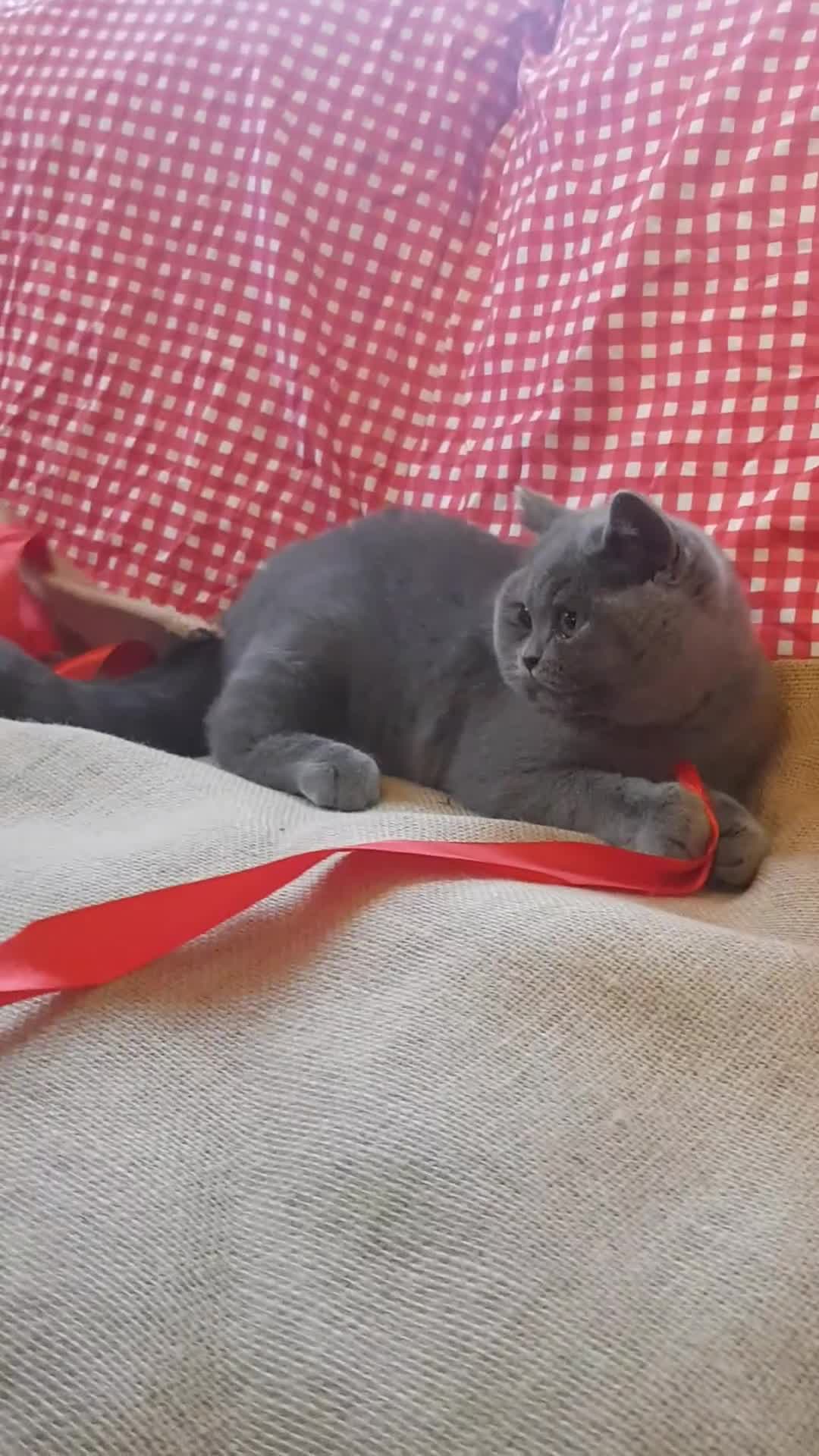 British Shorthair cats for sale: BSH blue Pedigree kittens - Video 2