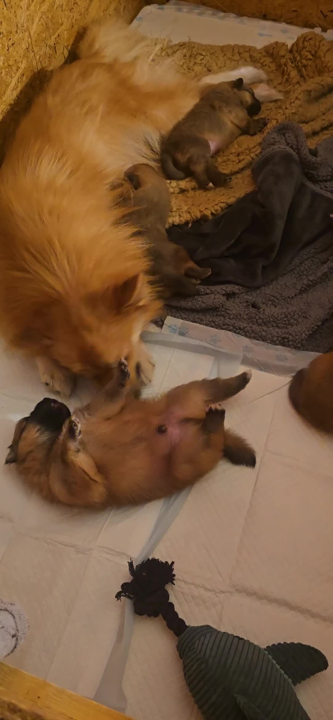 German Spitz dogs for sale: Lovingly Raised German Spitz Puppies - Video 2