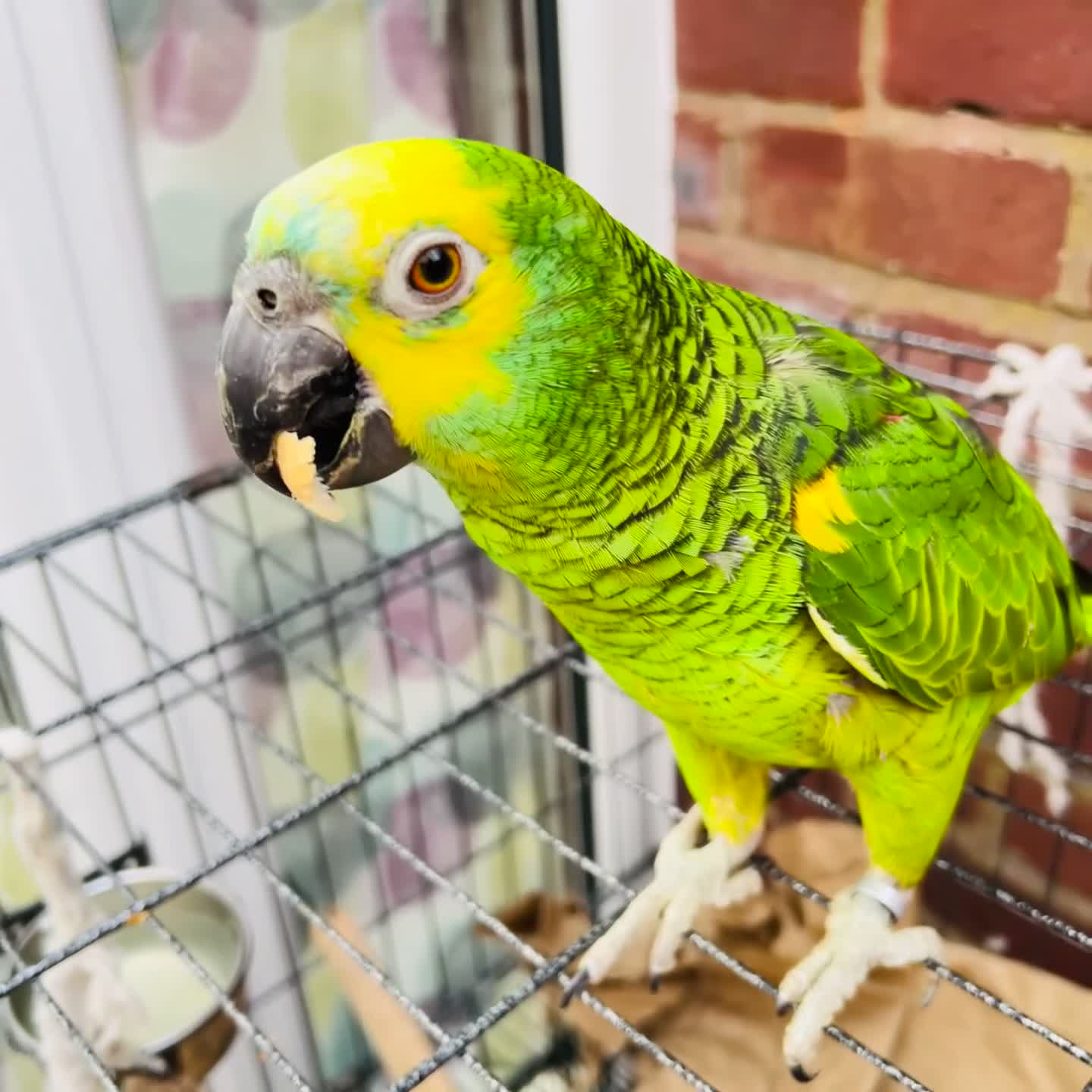 Parrots birds for sale: Hand tamed talking blue fronted Amazon parrot  - Video 1