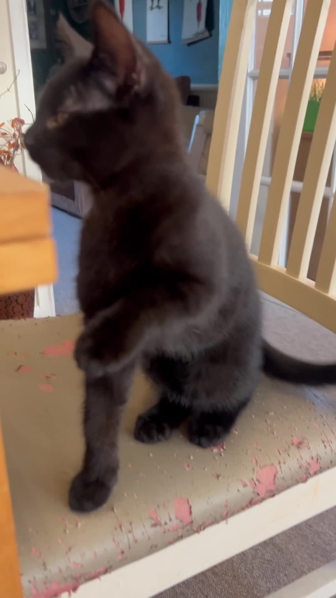 British Shorthair cats for sale: Two British shorthairs male black kittens - Video 3
