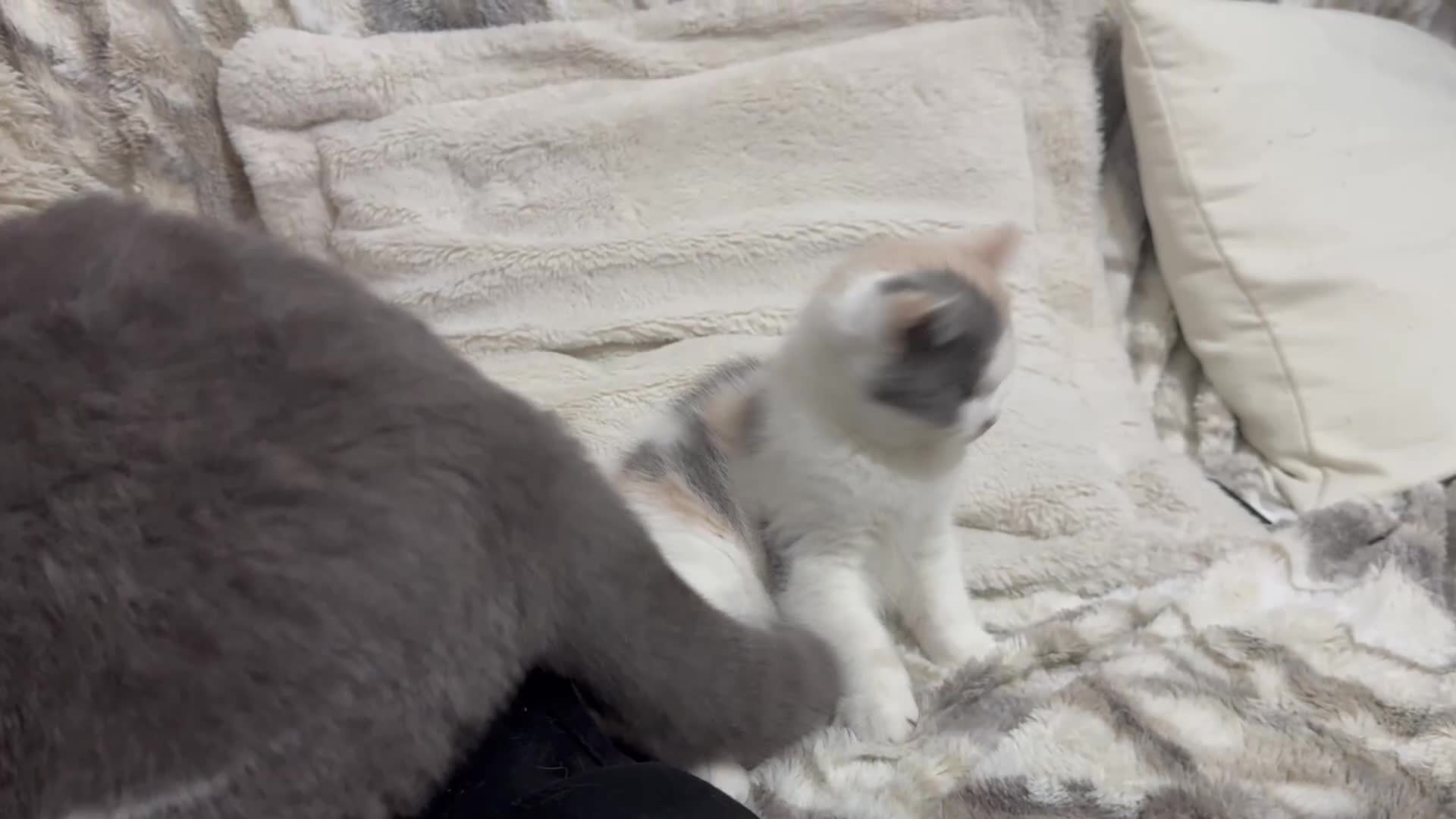 British Shorthair cats for sale: Dulce - GCCF registered BSH female kitten.  - Video 3