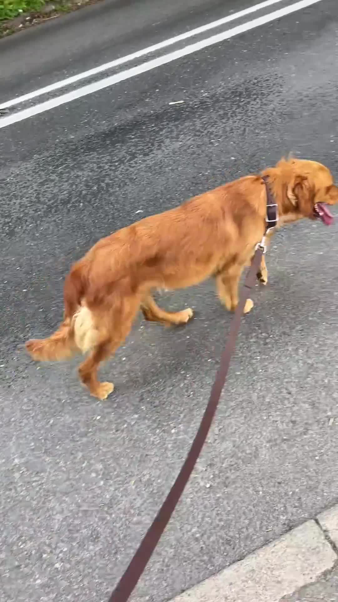 Golden Retriever dogs for sale: Golden retriever girls  in Aldershot - Video 1