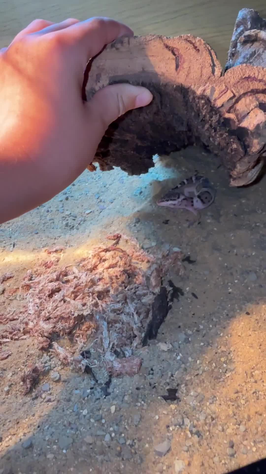 Leopard Gecko reptiles for sale: Leopard gecko and set up  - Video 1