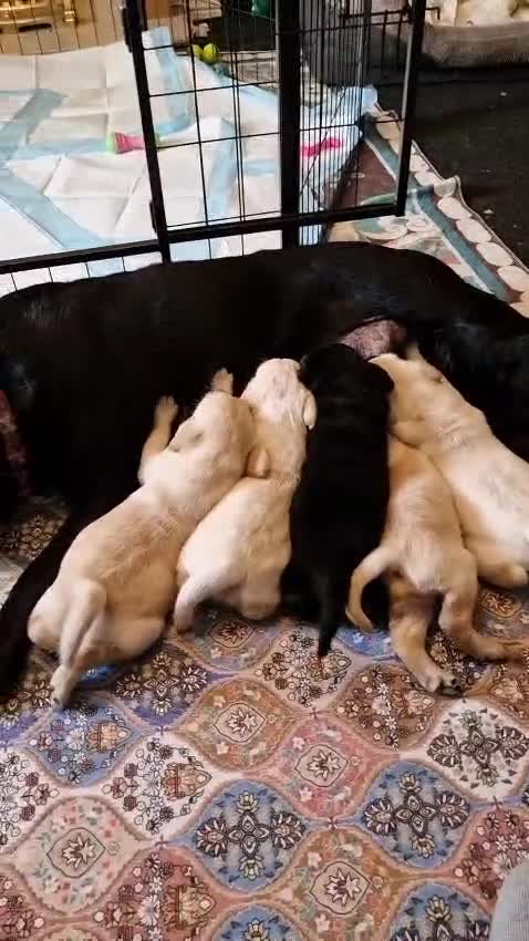 Labrador Retriever dogs for sale: Dave Nunn in Sleaford - Video 1