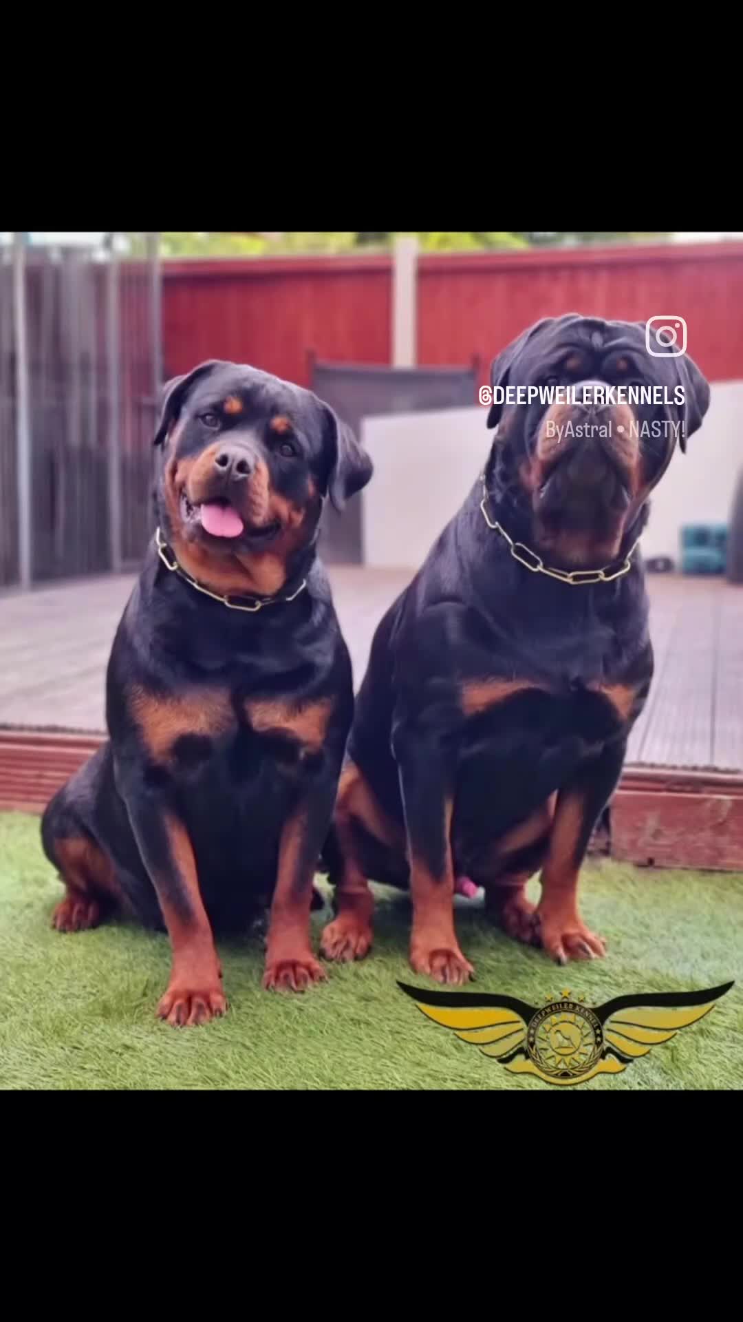Rottweiler dogs for sale: BEAUTIFUL ROTTWEILER PUPPIES FULL KC SHOW QUALITY  - Video 3