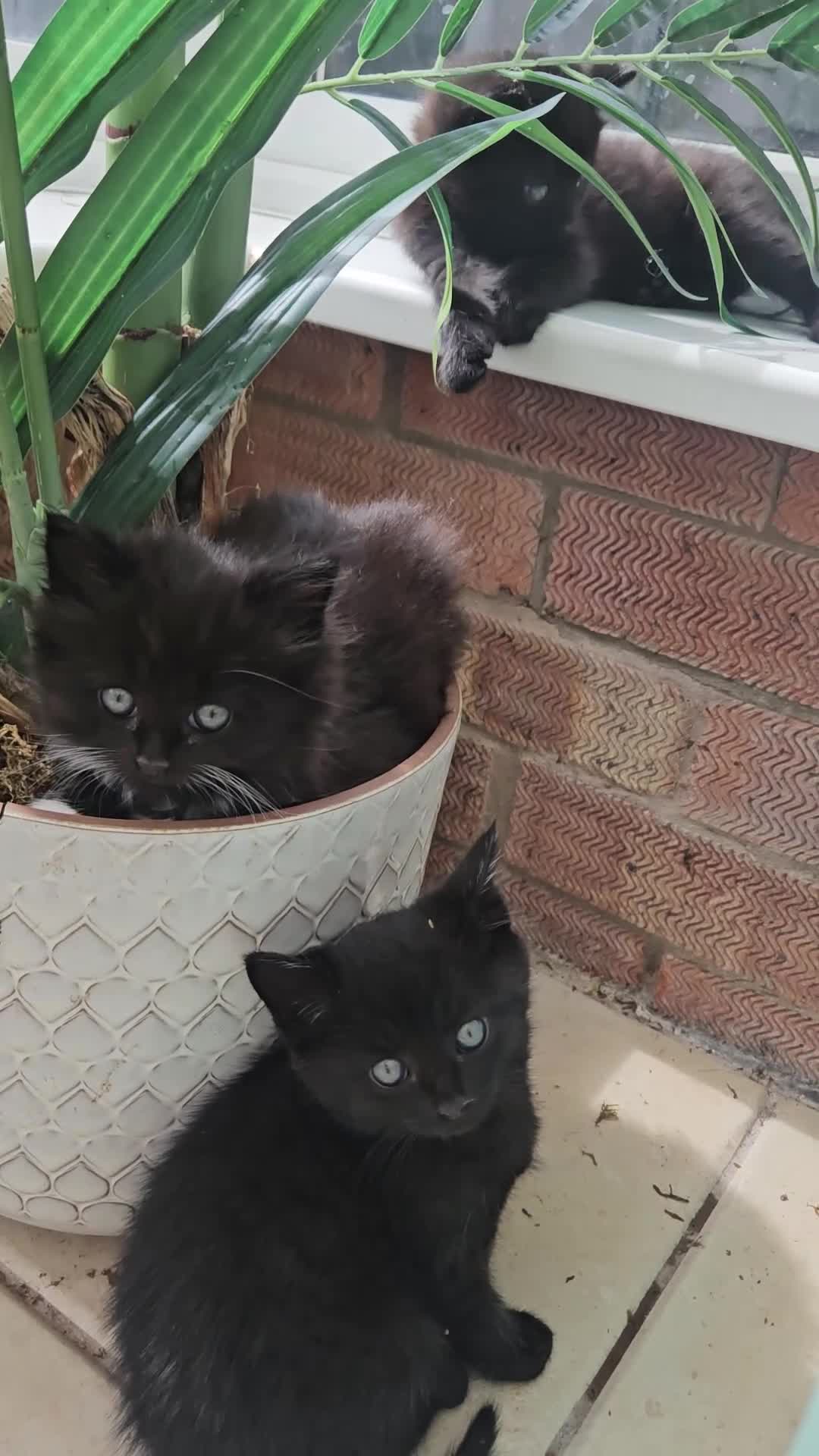 Domestic Shorthair cats for sale: Kittens 2 Boys 1 Girl  - Video 1