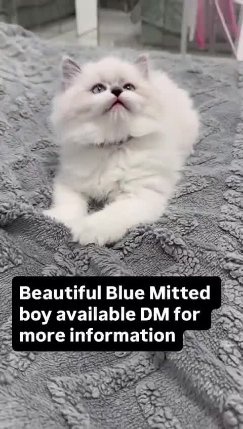 Ragdoll cats for sale: Blue mitted ragdoll Chinese bloodline  in Birmingham - Video 1