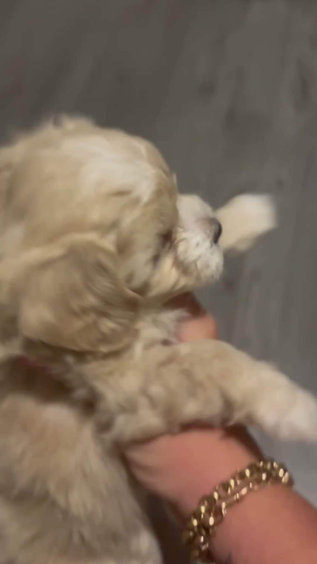 Maltipoo dogs for sale: Beautiful little maltipoo  - Video 5