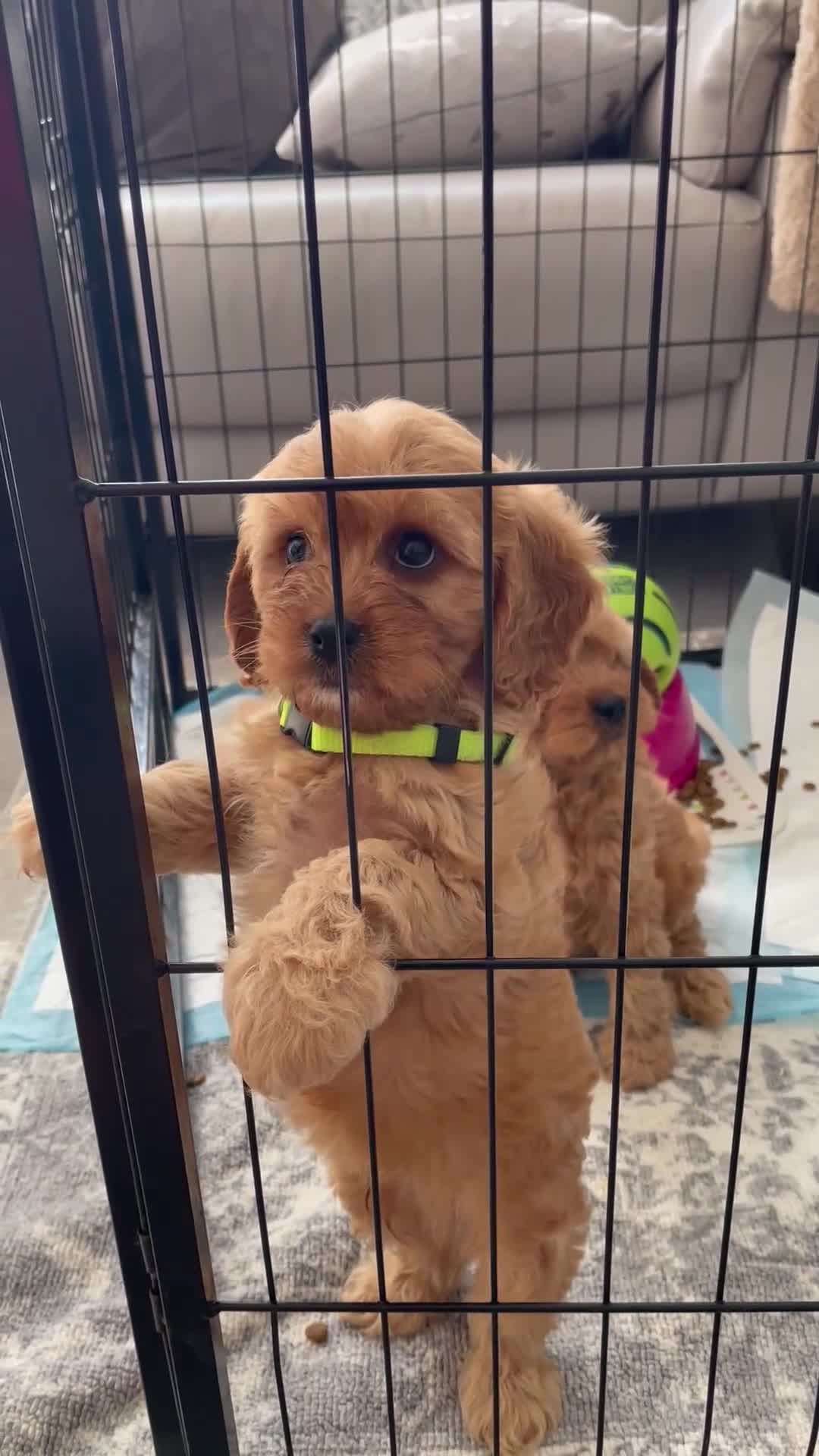 Cavapoo dogs for sale: 🐩🐶🐾FULLY HEALTH CLEAR F1 CAVAPOO🐾🐶🐩  - Video 1