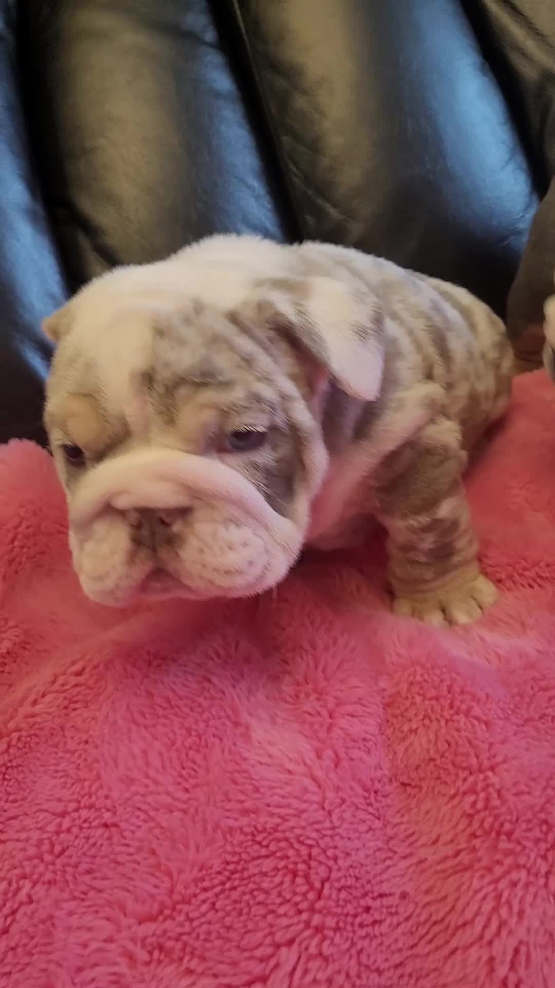 English Bulldog dogs for sale: English Bulldog puppies  - Video 1