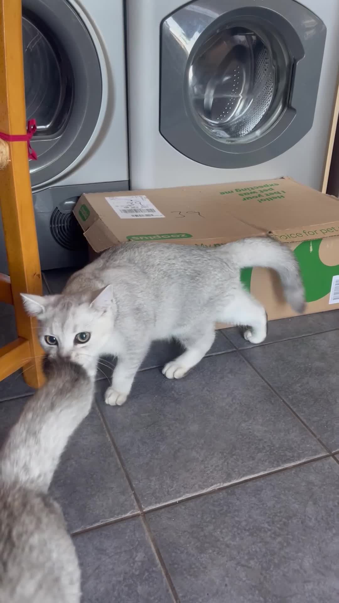 Scottish Fold cats for sale: Scottish fold - Video 1
