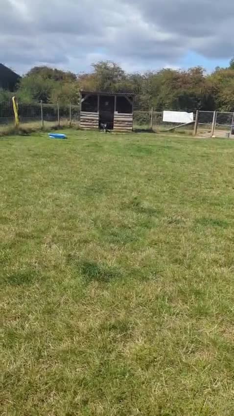 Mixed Breed dogs for adoption: 🚨 A Safe Place for Hermes  - Video 4