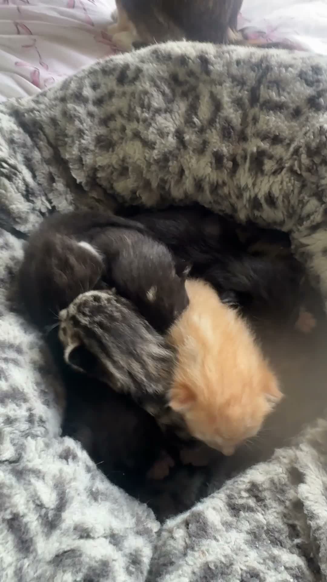 Mixed Breed cats for sale: 5 kittens  - Video 4