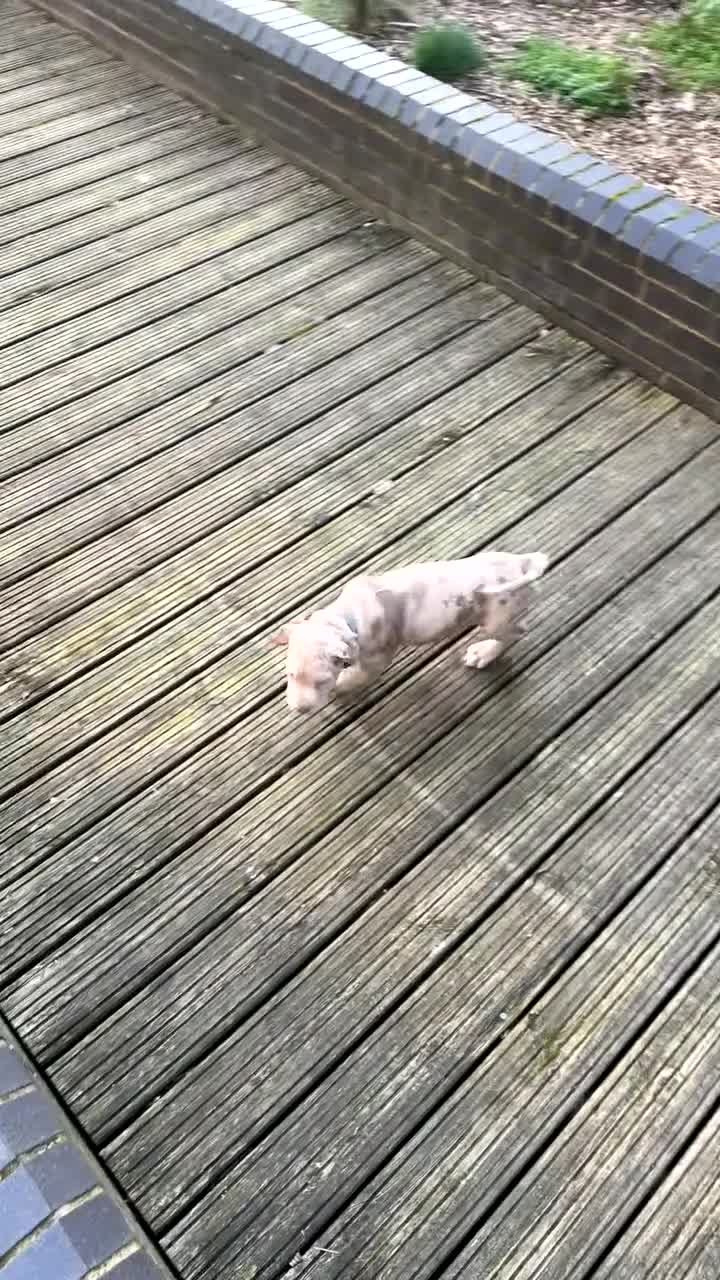 Mixed Breed dogs for sale: Fully Vaccinated Large Bully-Type Male – 11 Weeks - Video 1