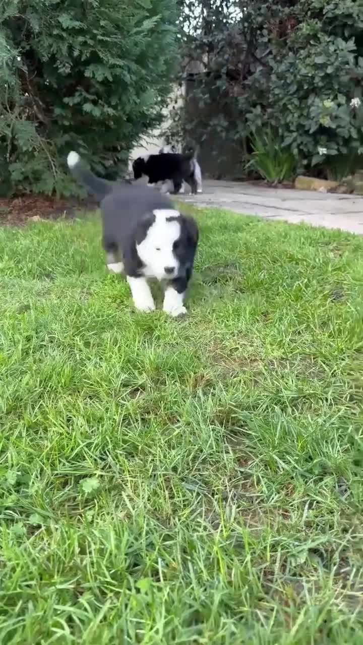 Border Collie dogs for sale: Beautiful litter of 8 border collies puppies - Video 1