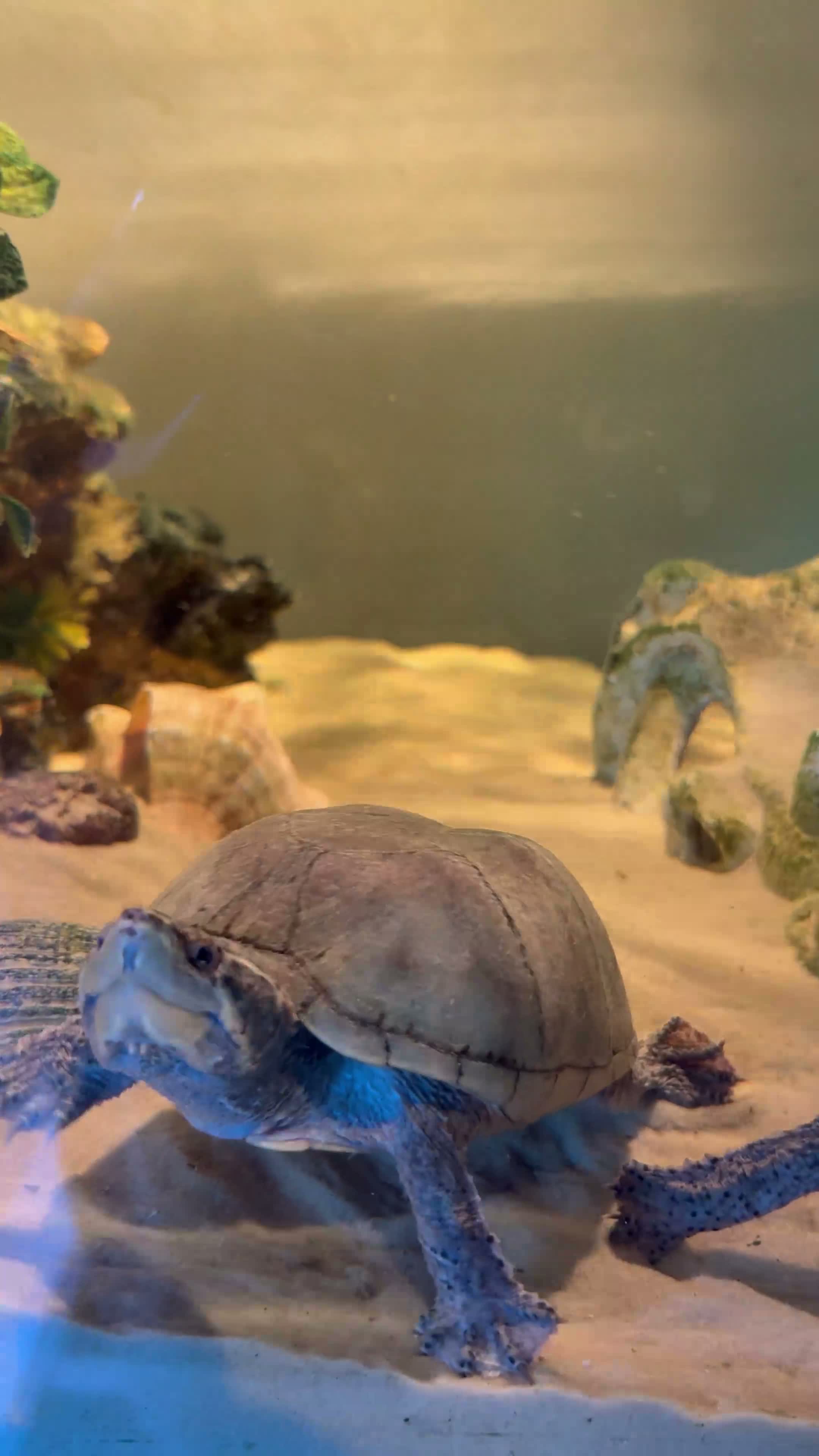Turtle reptiles for sale: 2 musk turtles need rehoming - Video 1