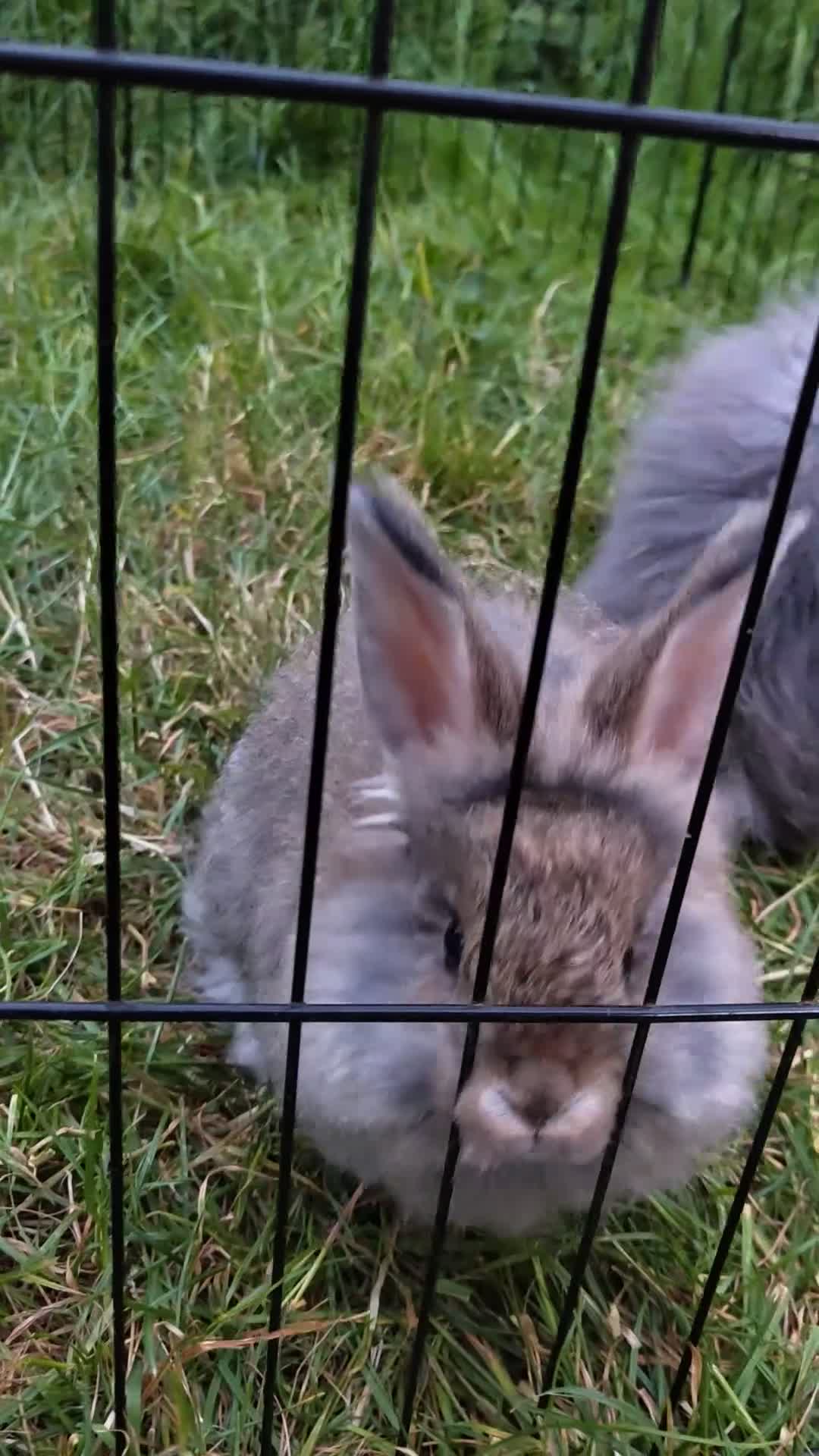 Angora rabbits for sale: 💜 Beautiful English Angora rabbits 💜 ready now  - Video 2