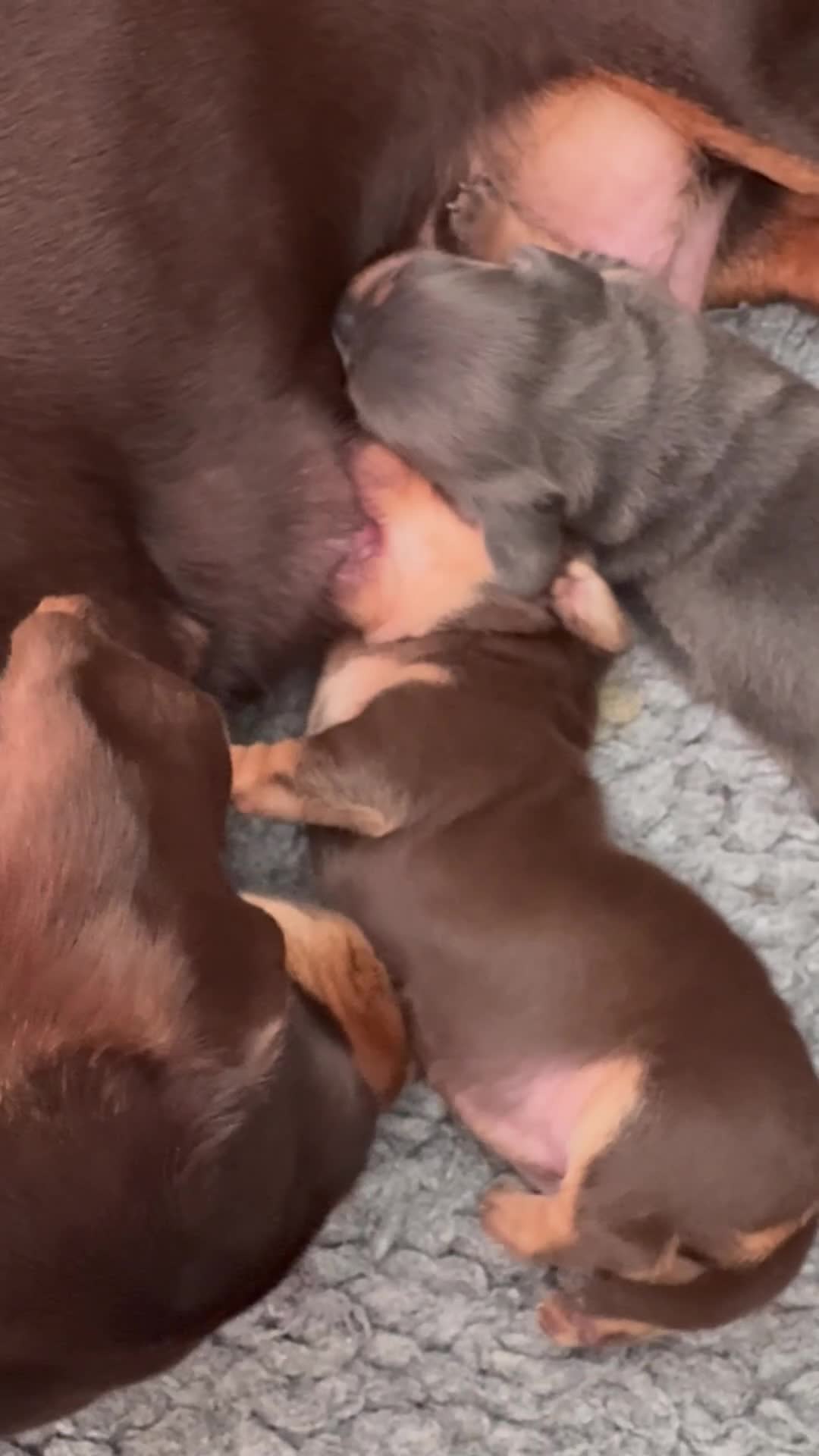 Miniature Dachshund dogs for sale: Gorgeous Mini Dachshund Smooth Puppies - Video 1