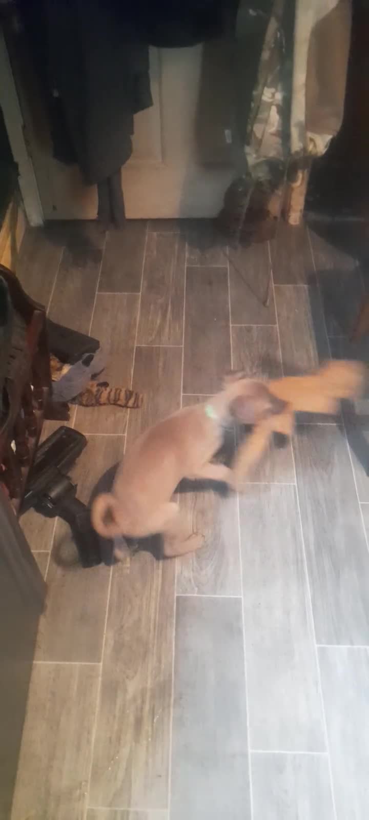 Whippet dogs for sale: Kc registered whippet pups 2 boys left - Video 5